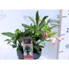 Keleti hunyor Helleborus Orientalis mix P14