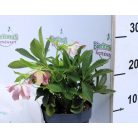 Keleti hunyor Helleborus Orientalis mix P14