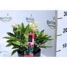 Keleti hunyor Helleborus Orientalis mix P14