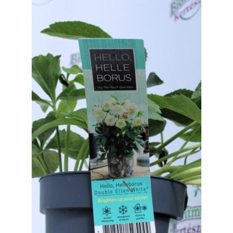 Keleti hunyor Helleborus Orientalis mix P14