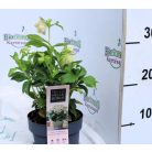 Keleti hunyor Helleborus Orientalis mix P14