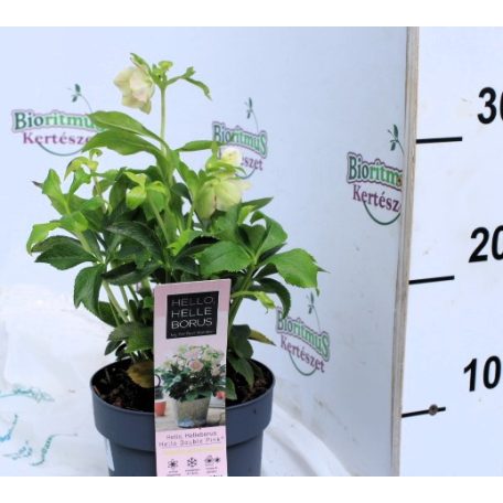 Keleti hunyor Helleborus Orientalis mix P14