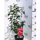 Hibiszkusz fajták Hibiscus mix P15
