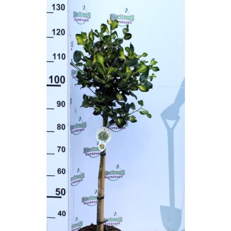 Sárga tarka magyal törzses Ilex altaclerensis 'Lawsoniana' P26 60cm tm