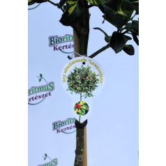   Sárga tarka magyal törzses Ilex altaclerensis 'Lawsoniana' P26 60cm tm