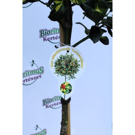 Sárga tarka magyal törzses Ilex altaclerensis 'Lawsoniana' P26 60cm tm