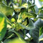 Sárga tarka magyal törzses Ilex altaclerensis 'Lawsoniana' P26 60cm tm