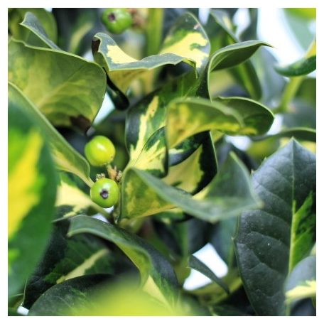 Sárga tarka magyal törzses Ilex altaclerensis 'Lawsoniana' P26 60cm tm