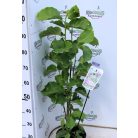 Fekete virágú liliomfa Magnolia Black Beauty P23