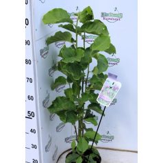 Fekete virágú liliomfa Magnolia Black Beauty P23