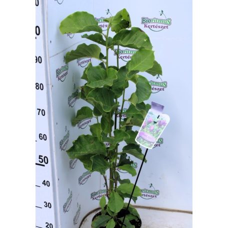 Fekete virágú liliomfa Magnolia Black Beauty P23