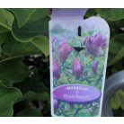 Fekete virágú liliomfa Magnolia Black Beauty P23