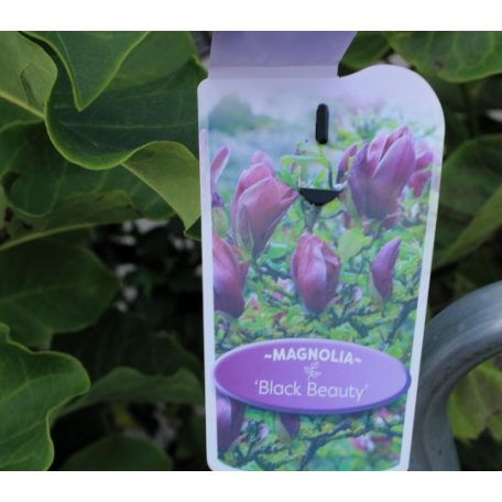 Fekete virágú liliomfa Magnolia Black Beauty P23