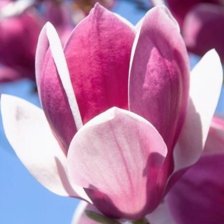 Halvány rózsaszín virágú liliomfa Magnolia Pink Ice P24