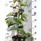 Halvány rózsaszín virágú liliomfa Magnolia Pink Ice P24