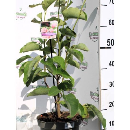 Halvány rózsaszín virágú liliomfa Magnolia Pink Ice P24