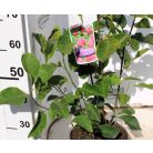 Bíborpiros virágú liliomfa Magnolia Genie P25