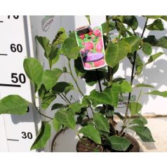 Bíborpiros virágú liliomfa Magnolia Genie P25