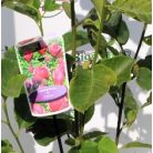 Bíborpiros virágú liliomfa Magnolia Genie P25