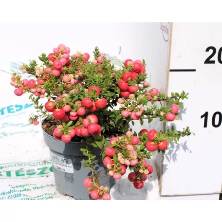 Mirtuszhanga Pernettya Gaultheria muc. P14