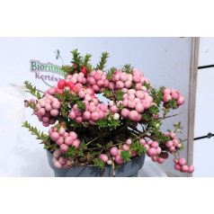 Mirtuszhanga Pernettya Gaultheria muc. mix  P14
