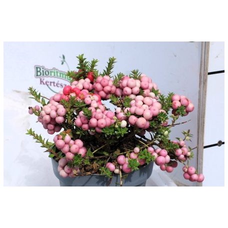 Mirtuszhanga Pernettya Gaultheria muc. mix  P14