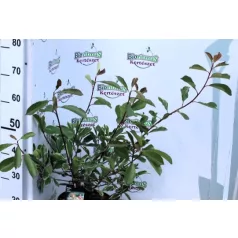 Tarkalevelű korallberkenye Photinia fras. Louise P23