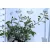 Tarkalevelű korallberkenye Photinia fras. Louise P23