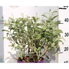 Fűz Salix Iceberg Alley First Editions P19