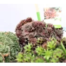 Sempervivum Big Sam Collection P17