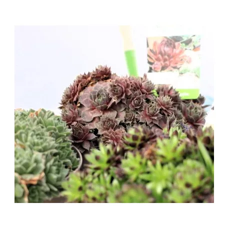 Sempervivum Big Sam Collection P17