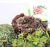 Sempervivum Big Sam Collection P17