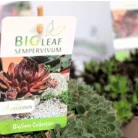 Sempervivum Big Sam Collection P17