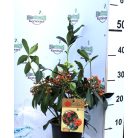 Japán dérbabér Skimmia japonica Pabella P15