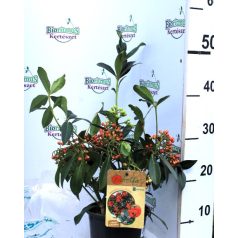 Japán dérbabér Skimmia japonica Pabella P15