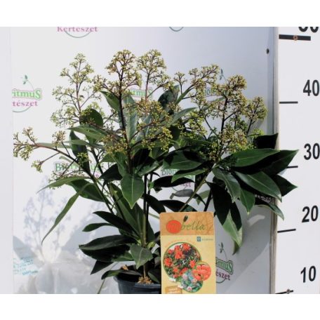 Japán dérbabér Skimmia japonica Pabella P15