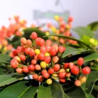 Japán dérbabér Skimmia japonica Reevesiana P15