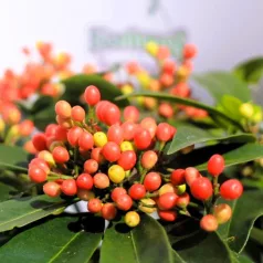 Japán dérbabér Skimmia japonica Reevesiana P15