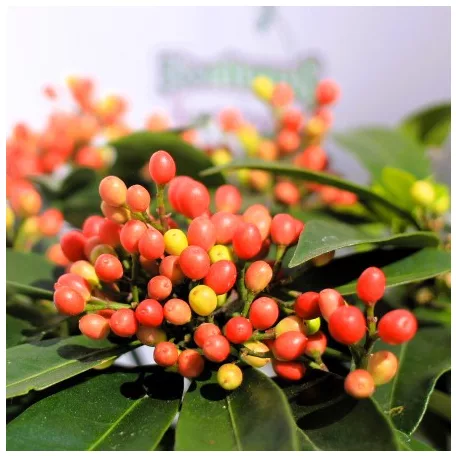 Japán dérbabér Skimmia japonica Reevesiana P15