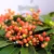 Japán dérbabér Skimmia japonica Reevesiana P15