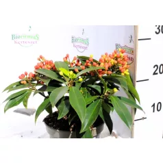 Japán dérbabér Skimmia japonica Reevesiana P15
