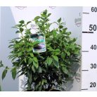 Örökzöld bangita Viburnum tinus P23