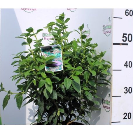 Örökzöld bangita Viburnum tinus P23