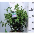 Örökzöld bangita Viburnum tinus P23