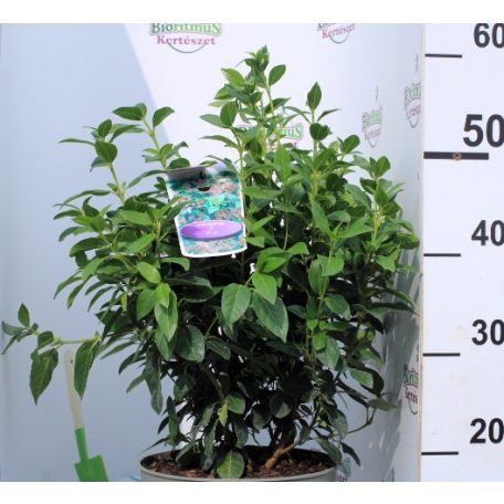 Örökzöld bangita Viburnum tinus P23