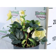 Fekete hunyor Helleborus niger Christmas Carol P14