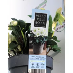 Fekete hunyor Helleborus niger Christmas Carol P14