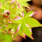 Japán juhar Acer palmatum Oridono Nishiki P19