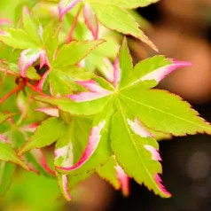 Japán juhar Acer palmatum Oridono Nishiki P19