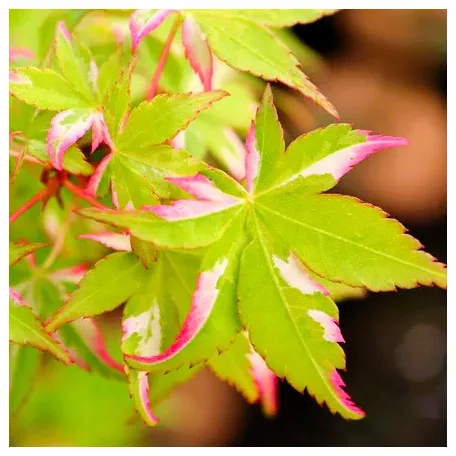 Japán juhar Acer palmatum Oridono Nishiki P19